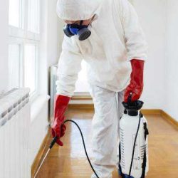 Usługi-dezynsekcji